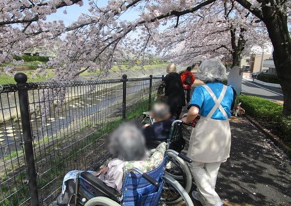 乞田川の桜は圧巻。ホームから徒歩2分で、こんな桜の名所に。同行スタッフも癒されるひととき。