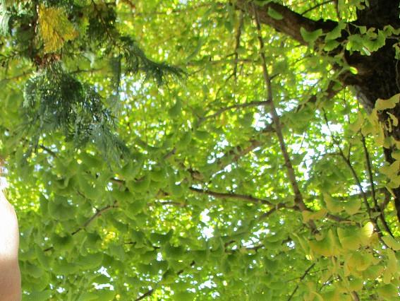 晴れた日には近隣の神社へお散歩へ。季節の移り変わりを肌を通して感じていただいています。