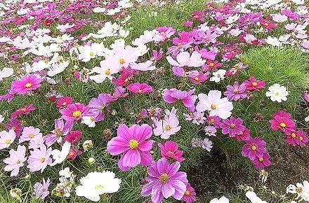 秋にはホームの車両でコスモスが咲く公園まで出かけ、四季を感じていただきました。