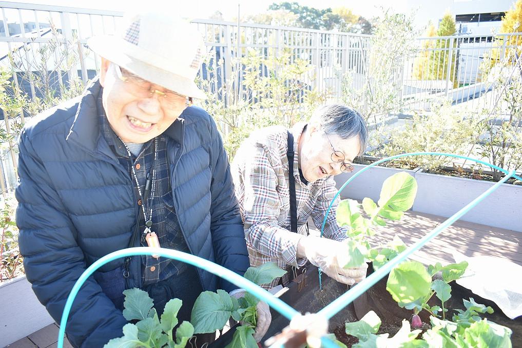 3階テラスで家庭菜園をしています。