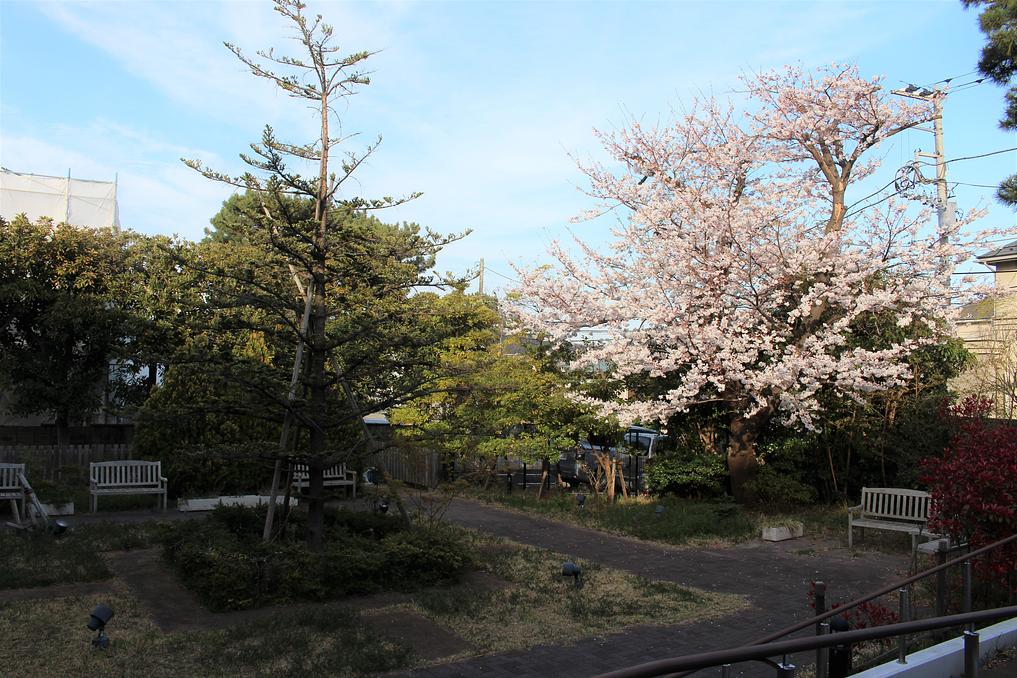 ホームにある中庭です。ホームにいながら散歩や桜のお花見が出来る自慢の場所です