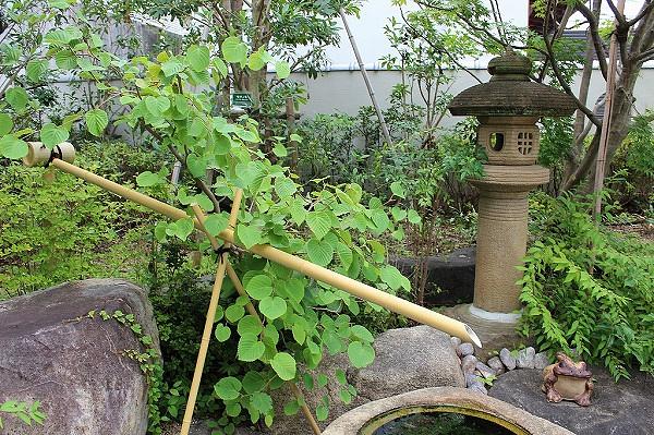 「グランダ豊中」自慢の日本庭園です。緑豊かで、桜の大木もあり、春には桜が満開になります。