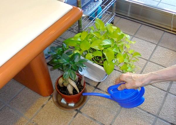 毎朝、ご入居者様が玄関入口の観葉植物に水やりをしてくださいます。