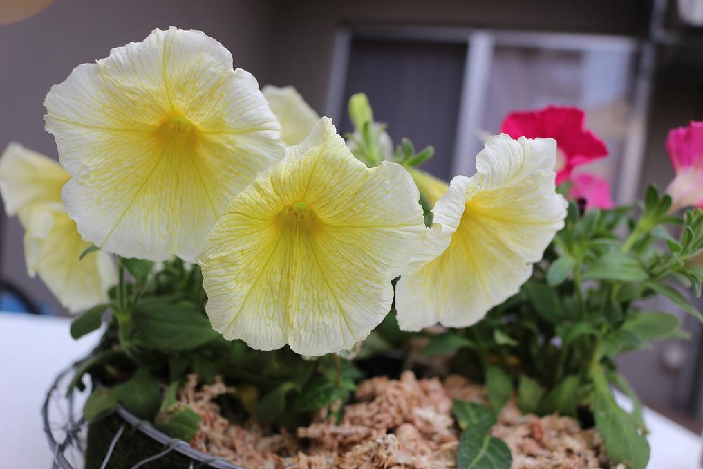 2階のウッドデッキではご入居者様に植えていただいたお花が咲いています。イチゴなども植えています。