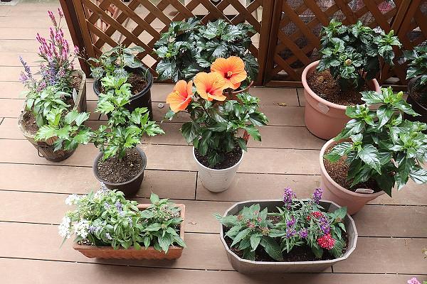 植物がお好きなご入居者様は自ら植木鉢を揃えられ、天気の良い日には水やりをされています。