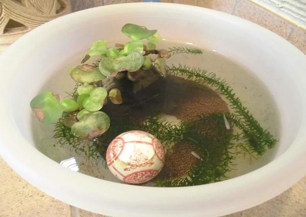 小さいながらも生命力が溢れているメダカさん。毎日元気に泳ぐ姿は皆を元気づけます。