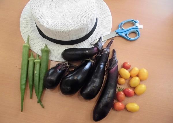 中庭で野菜を育てています。ご入居者様と一緒に収穫を楽しんでいます。
