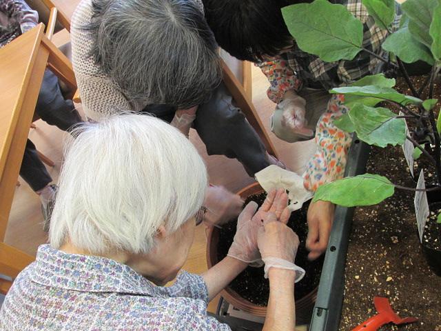 まどか菜園の植え付けの様子です。ご入居者様が主体となって野菜作りに取り組んでいます。