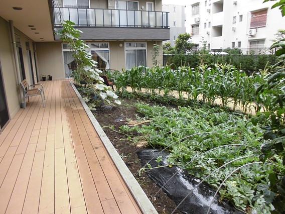 お花畑だった中庭を「農園」にして野菜を栽培してみました!