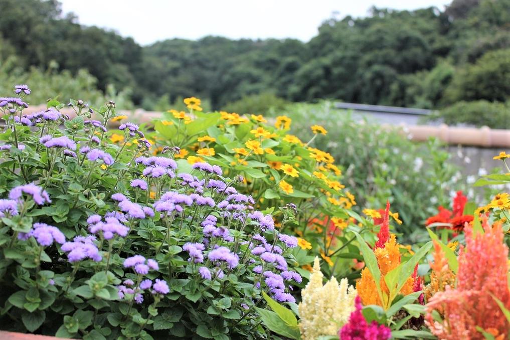 2階のテラスでは、スタッフが季節ごとに植え替えを行っています。菜園をご入居者様と行うこともあります。