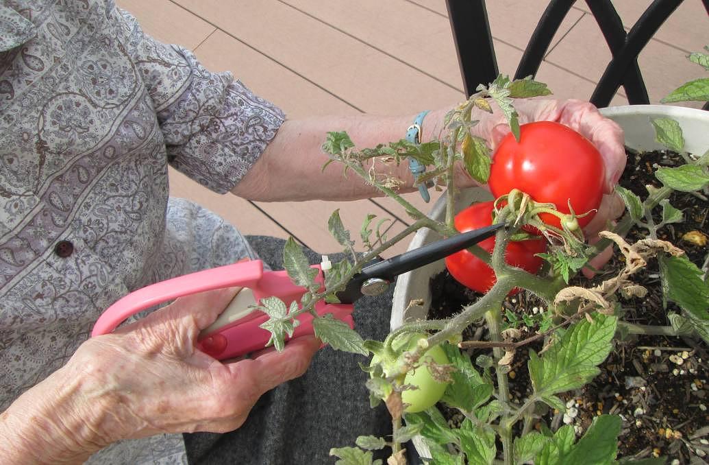 屋上には花壇があり、野菜などを育てていることもあります。