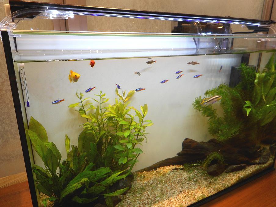 玄関では熱帯魚がお出迎え。毎日ご入居者様と一緒に餌をあげたり、ご近所の方との交流の場となっています。