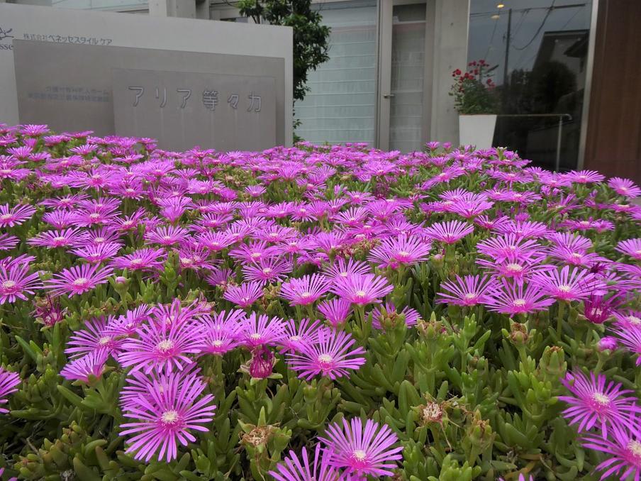 4月下旬～秋の入り口まで咲き続けるマツバギク。ご近所の方も毎年楽しみにされ写メを撮って楽しまれます。