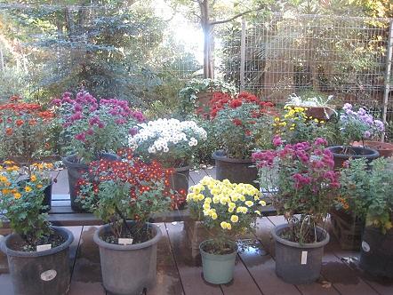 ご入居様が育てられた「小菊」です。四季折々の花がたくさんあります。