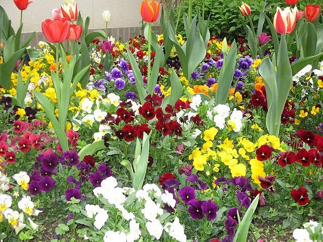 ホーム中央にある中庭には季節の花が咲きご入居者様・スタッフの癒しになっています