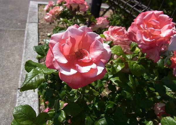 ご入居者様とスタッフが花の植替えを行い、季節の変わり目を一緒に感じています。