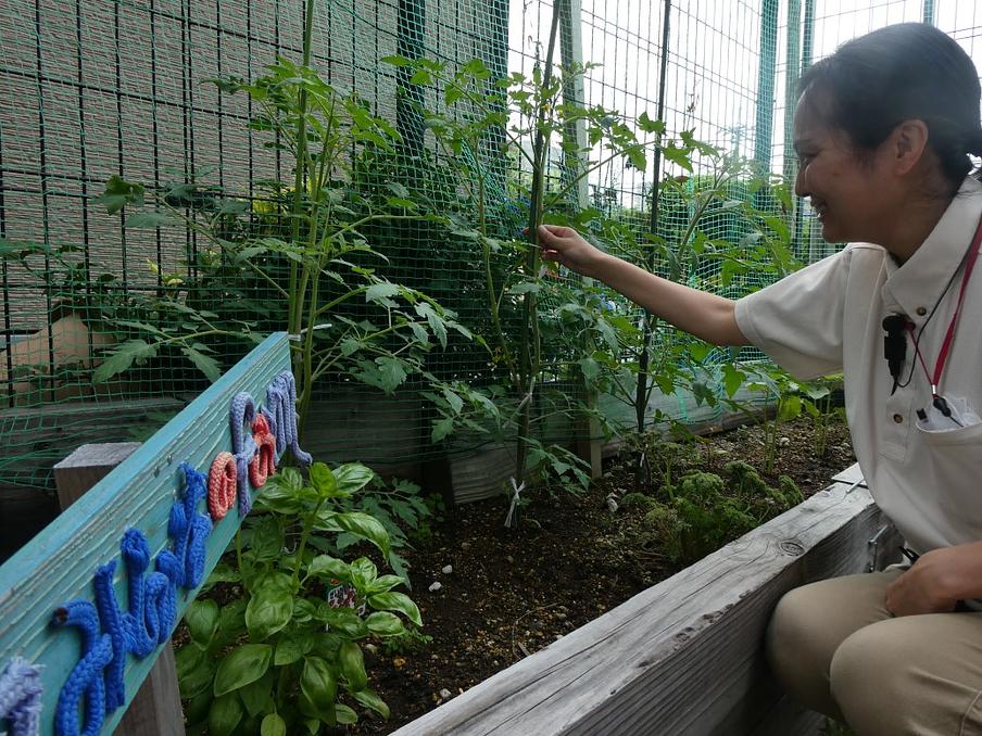みんなのFarmと名付けられた手作り花壇です。トマトとバジルは一緒に植えると相性が良いそうです。
