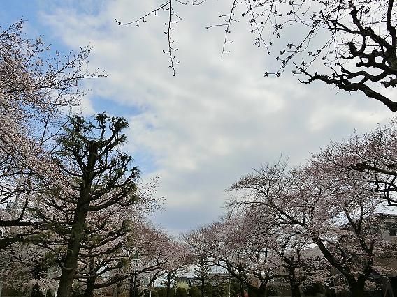 春の陽気に誘われ、ご入居者様と一緒にホーム近隣の公園まで桜を見に行ってきました。