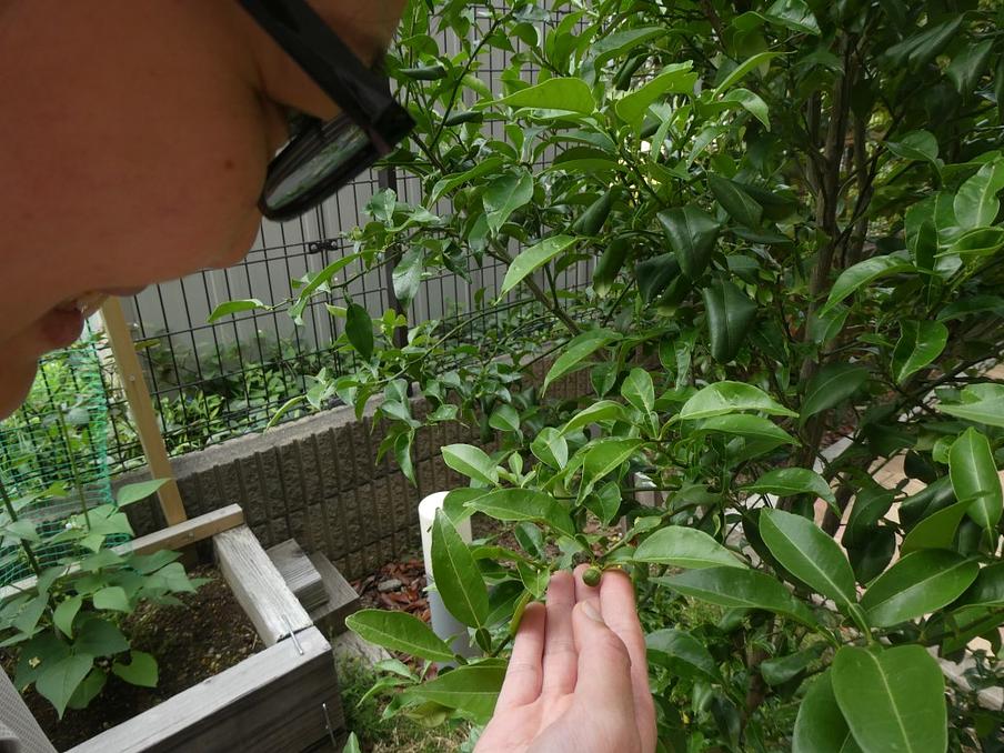 ゆずの木です。指先にある小さな実が香り良い大きな実に育ちますように。