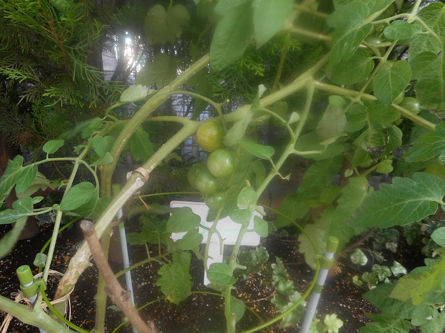 「ここちファーム」で実ったトマトです。職員やご入居者と一緒に 育てています。