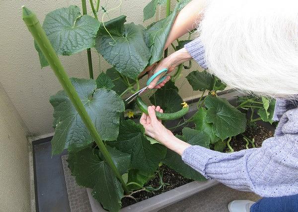 自然工房めばえさんと共にお庭作り、できた作物は収穫・料理して喜びを分かち合います。